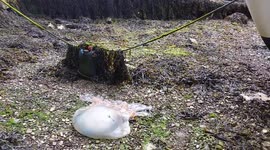 Huge barrel  jellyfish washes up in Plymouth harbour