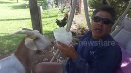 Goat Gobbles his Fiber One!!!