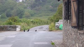 Causing a clamour: Young stoat engaging in play with a group of rooks