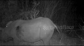 Genet hitches ride on black rhino's back