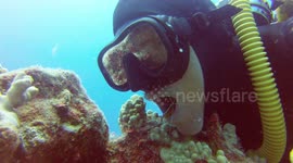 Diver lets cleaner shrimp clean his teeth