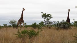 Two Giraffes Neck Fighting in Kruger
