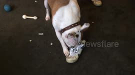 Pup chews up owners trainers while away!