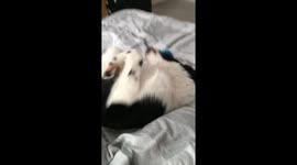 Puppy makes funny noises rolling about a bed.