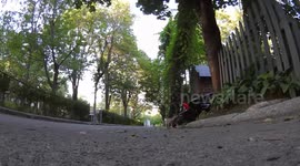 What it feels like to be a nut being eaten by a squirrel