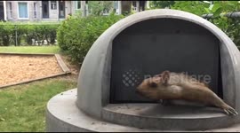Squirrel makes panicked escape from bin