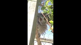 Fun with a White-Faced Scops Owl