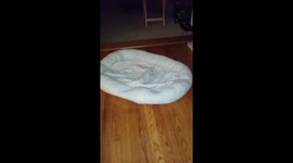 Silly pup playing with his bone