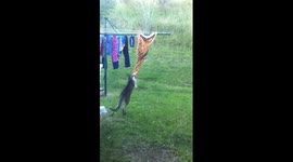 Kangaroo doing the washing