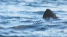 Basking Sharks At Antrim Coast Line (1)