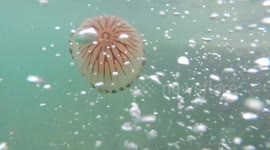 Jellyfish and a dog in a Cornish Harbour with swimmers