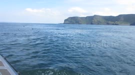 Basking Sharks Near Portrush