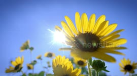 How These Amazing Pronghorns Escape Predators