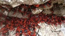 Christmas Island's annual red crab migration in Australia