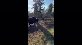 Yak plays with pumpkins