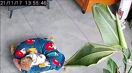 Sleepy pet dog woken up by earthquake in China