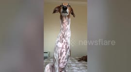 Unique dog has fantastically long neck that looks like a giraffe