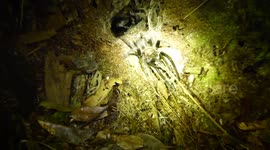 el ataque de la tarantula salvaje en la jungla de indonesia, araña gigante