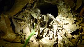 Anyone home? Wildlife enthusiast coaxes GIANT tarantula from nest