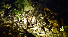 cuando ruge la marabunta en  la selva de indonesia, muchas hormigas