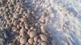 Neptune seagrass balls wash up on the beach of Spain