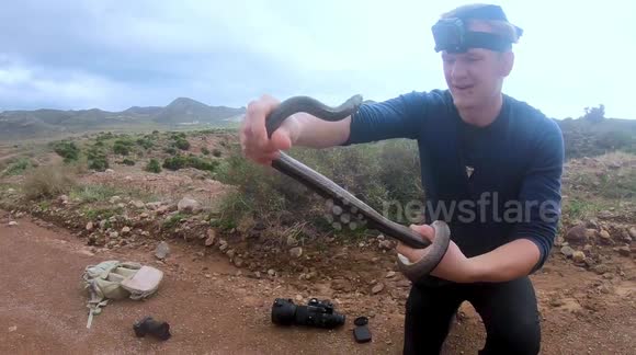 Wildlife enthusiast saves ladder snake with missing tail in Spain despite being bitten