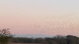 A flock of birds flies at dawn at Redgrave and Lopham Fens, UK
