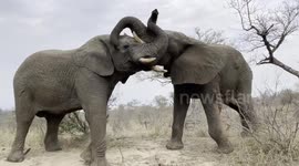 Unique footage of elephant bulls, Jabulani and Fishan, wrestling in the bush