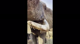 A friendly greeting from matriarch of the Jabulani herd, Tokwe