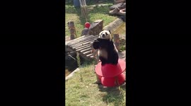The panda fell while trying to get the ball