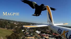 Relentless magpie continuously attacks remote control plane in Brisbane