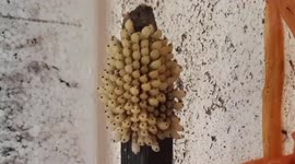 Skin-crawling timelapse shows dozens of giant water bug eggs hatch