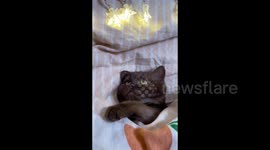 Cute cat is waiting for Christmas, Gomel, Belarus