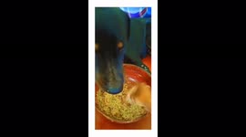 An opportunity to feed a proud and wonderful dog that does not eat if it is not fed ...thnks for watching