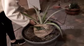 How to wrap your pineapple plant with burlap so it doesn't freeze