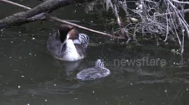 Gorgeous Grebe babies riding on their parents’ backs - and eating a fish and a feather!