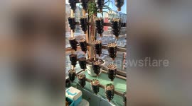 Man builds automatic plant watering system using old plastic bottles to grow veg for his family