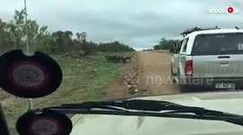 ''Something you don't see every day' - Pack of hungry dogs MAULING a baby Impala'