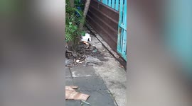 Clumsy snake with its head stuck in can rescued in Thailand