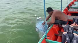 Hero fisherman saves baby dolphin stuck in discarded nets in Thailand