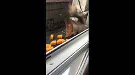 Squirrel climbs to people through the window, Dnipro, Ukraine