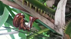 A strange worm appeared in the garden of the woman's house