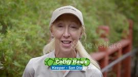 Takin Baby Shan Po Tests the Limits of His Habitat