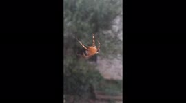 Detailed video of a Spider Building their web out side of a kitchen window in Pennsylvania