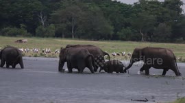Herd of elephants spotted amid lake in Sri Lanka
