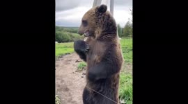 Huge bear Vasily asks to be given peanuts