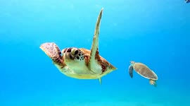 Turtle passing by in slow Motion up close in shallow waters.