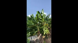 Plants dancing to the riddim of the wind. Captured in slow motion to see how weird nature . So beautiful 