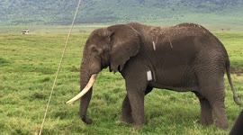 An encounter with the largest land mammal on earth, the African elephant in the Ngorongoro Crater.