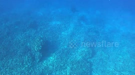 Great White Shark Over Reef In Kona Hawaii Shot While Freediving